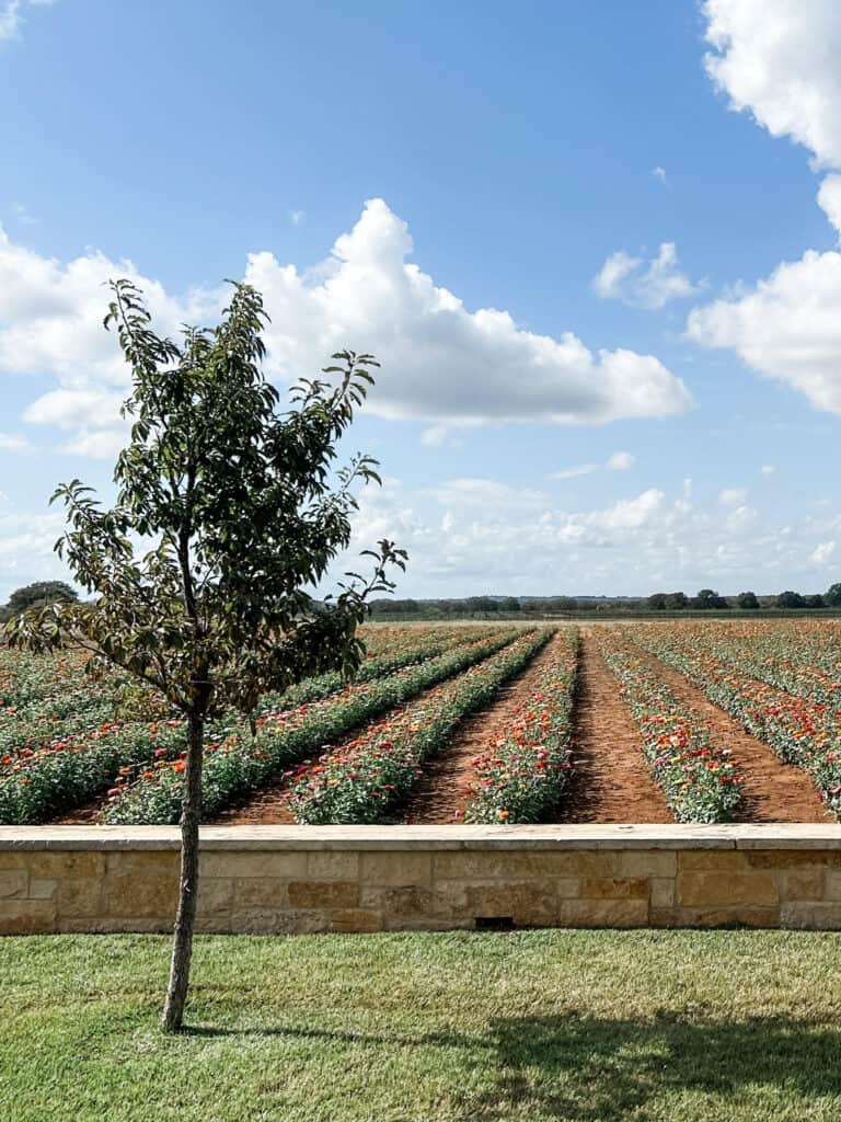 27 Best Things to Do in Fredericksburg TX