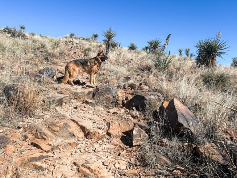 9 Amazing Things to Do in Alpine TX